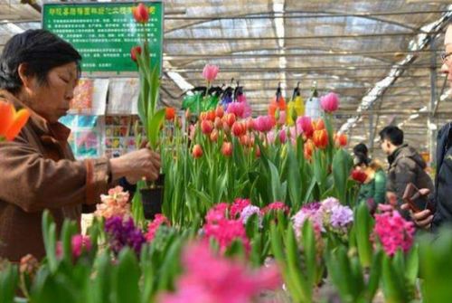 苏州鲜花批发市场在哪  探寻苏州鲜花批发市场的秘密——鲜花批发市场在哪里？--第1张