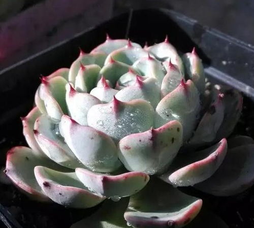 10大最美多肉植物  探寻10大最美多肉植物，领略生命的绚丽多彩--第1张