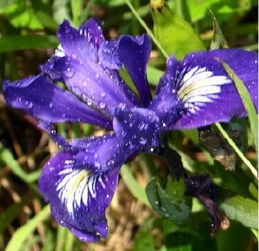 鸢尾花英文  鸢尾花英文，The Exquisite Perfection of Irises，鸢尾花英文，Exquisite Irises--第1张