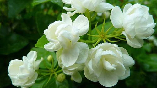 茉莉花花语是什么意思  茉莉花花语，纯洁，清纯，贞洁，美好--第1张