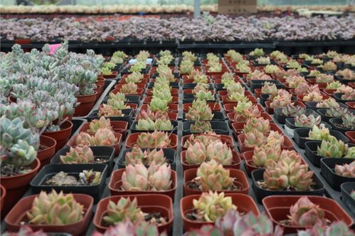 罗湖花卉市场批发市场  罗湖花卉市场批发市场——花卉爱好者的天堂--第1张