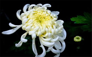 菊花代表着什么象征意义  菊花，象征着坚韧与高雅的美丽之花--第1张