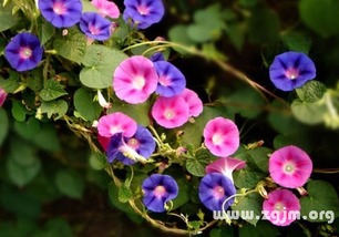 所有花的花语  所有花的花语大全--第1张