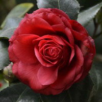 玫瑰花图片头像  玫瑰花图片头像，浪漫与美丽的完美结合，玫瑰花头像，浪漫与美丽的完美结合--第1张