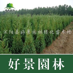 今日北京苗木求购信息  今日北京苗木求购信息--第1张
