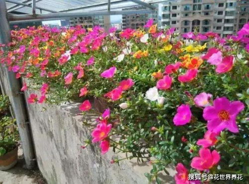 100种夏天的花  百种夏天的花，夏天的百种花卉盛宴--第1张