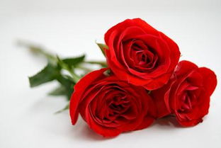 玫瑰花语1到100  玫瑰花语1到100--第1张