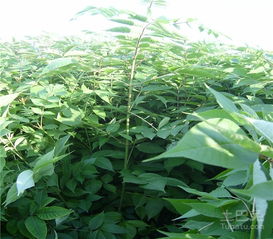 桧柏树简介  桧柏树简介--第1张