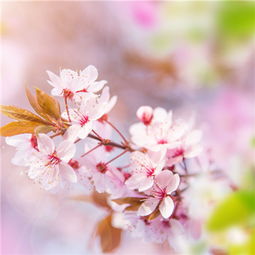樱花的花语与象征寓意  樱花的花语与象征寓意，樱花的花语与象征寓意，浪漫、纯洁与希望--第1张