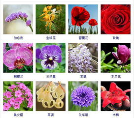 春天有哪些花开放图片  春天有哪些花开放图片--第1张