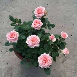 蓝色妖姬月季花  蓝色妖姬月季花，浪漫与美丽的完美结合--第1张