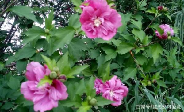 木槿花图片唯美  木槿花图片唯美，木槿花唯美图片欣赏--第1张