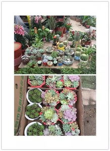鲜花哪里批发最便宜  鲜花哪里批发最便宜，鲜花批发市场最便宜的价格是多少--第1张