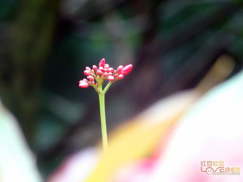 一年四季花开的顺序  一年四季花开的顺序--第1张