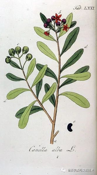 双子叶植物纲  双子叶植物纲，多样性与演化的奇迹--第1张