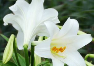 百合花百科  百合花百科--第1张