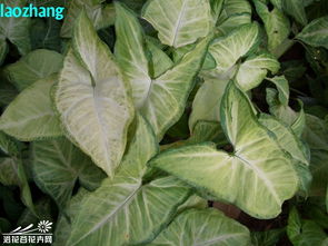 合果芋图片  合果芋图片欣赏，合果芋的美丽姿态，多彩多姿的植物世界--第1张