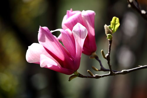玉兰花花语  玉兰花语，一个美丽的玉兰花语--第1张