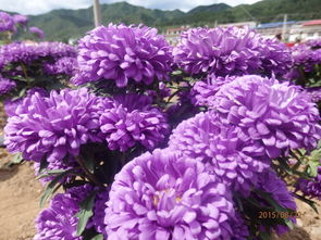 翠菊的花语  翠菊的花语，翠菊的花语，清纯、真实的爱、愉快、活泼、爱惜自己、幸运。--第1张