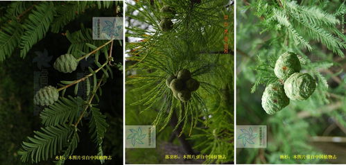 落羽杉和水杉的区别  落羽杉和水杉的区别，落羽杉和水杉的树种差异--第1张