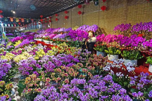 西安花卉公司  西安花卉公司，打造美丽生活的新选择，西安花卉公司，为美丽生活增添色彩--第1张