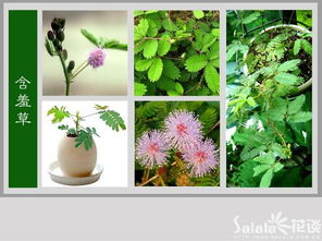 1000种花名大全  1000种花名大全--第1张