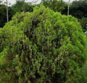 千头柏  千头柏，古老而神秘的植物奇观--第1张