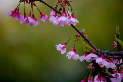 粉樱花的花语是什么  粉樱花的花语