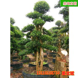 椤木石楠树  椤木石楠树，一种独特的自然奇观，椤木石楠树的独特魅力--第1张