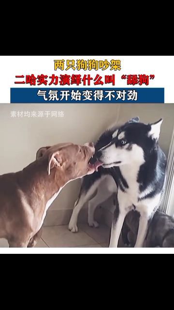 短剧不当舔狗后老公急哭了全集观看  短剧不当舔狗后老公急哭了全集观看，短剧不当舔狗后老公急哭了全集在线观看，爱情中的理智选择--第1张