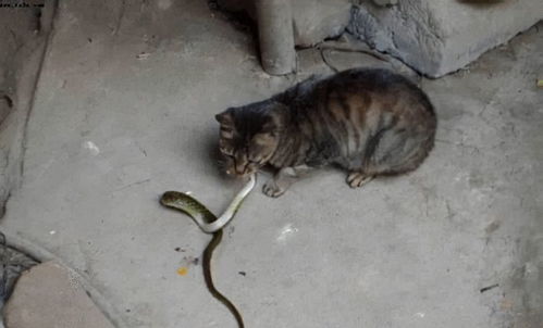 短剧变成猫后我被死对头宠上天全集观看  短剧变成猫后我被死对头宠上天全集观看，变成猫后我却被死对头宠上天全集观看--第1张