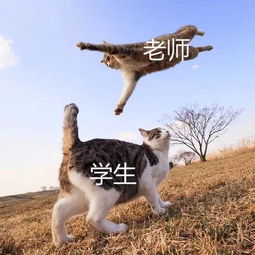 变成猫后我被死对头宠上天免费全集资讯  ，变成猫后，我被死对头宠上天，免费全集资讯--第1张