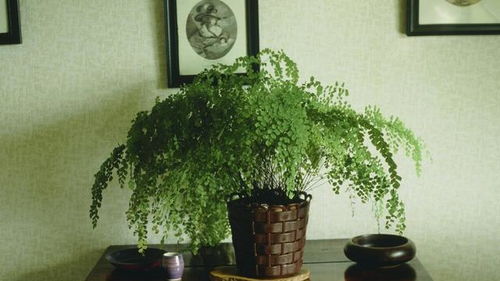 别惹叶小姐她法术通天短剧  别惹叶小姐她法术通天--第1张