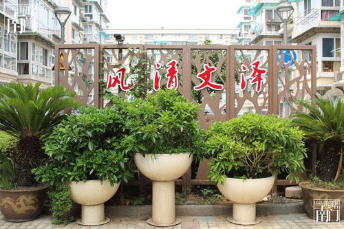 城南花正开短剧  城南花正开短剧--第1张