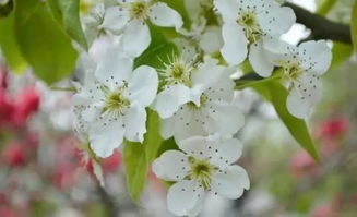 一树梨花压海棠新我在八零年代当后妈短剧  ，一树梨花压海棠新，我在八零年代当后妈短剧--第1张