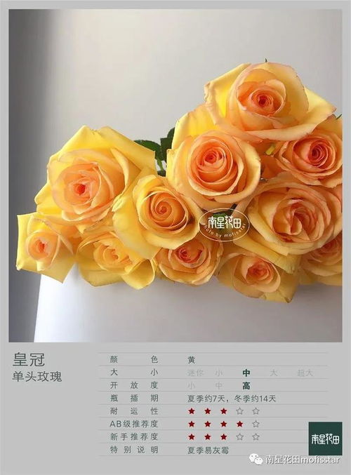 玫瑰冠冕短剧  玫瑰冠冕短剧--第1张