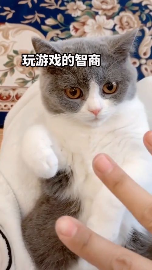 它喵的我才不要当女一短剧  它喵的我才不要当女一短剧，我拒绝出演女一短剧--第1张