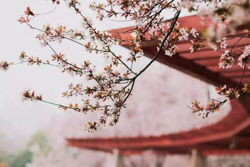 人间芳菲四月天短剧  人间芳菲四月天短剧--第1张