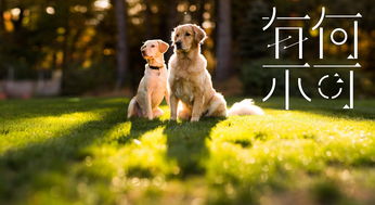 二狗的开挂人生短剧  二狗的开挂人生短剧，二狗的开挂人生，逆袭人生--第1张