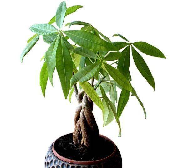 无敌狂医闯花都短剧在线观看全集  无敌狂医闯花都短剧在线观看全集，无敌狂医闯花都全集在线观看--第1张