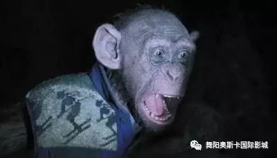 困兽第一季已完结短剧在线免费观看全集  困兽第一季，困局中的求生--第1张