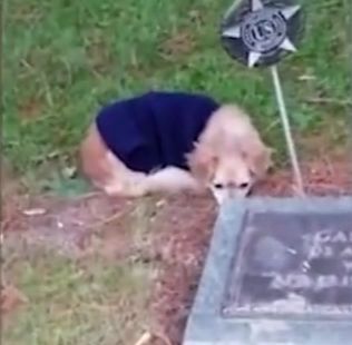 她死后薄爷跪在墓碑前哭成狗短剧资讯  她死后薄爷跪在墓碑前哭成狗，她死后薄爷哭坟，薄爷跪墓前哭成狗--第1张