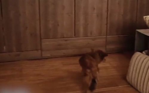 新版她死后薄爷跪在墓前哭成狗短剧在线资讯  新版她死后薄爷跪在墓前哭成狗短剧在线资讯--第1张