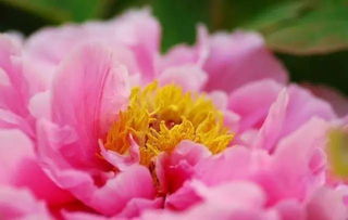 城南花正开短剧免费资讯  城南花正开短剧免费资讯，城南花正开短剧免费资讯，花开时节，赏城南美景！--第1张
