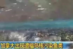 全球末日核污水浴火重生热播短剧资讯 全球末日，核污水浴火重生，热播短剧资讯，全球末日，核污水浴火重生短剧资讯--第1张