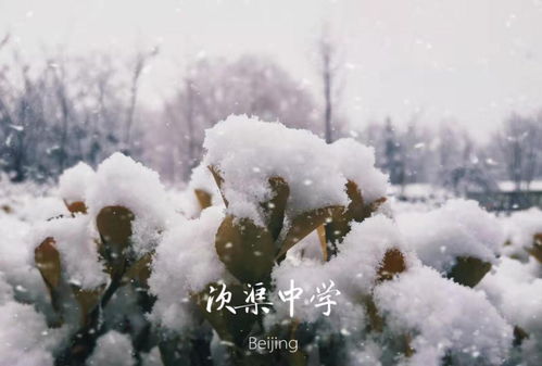春雪落无声，春雪落无声短剧最新资讯及雪落春生的含义--第1张