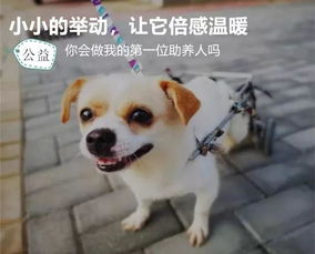 二狗的开挂人生短剧，揭秘新奇人生，开启全新冒险之旅--第1张