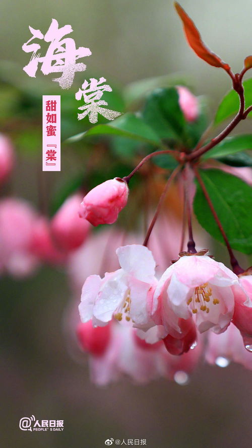 春棠花欲醉，玉棠春花全集资讯在线免费观看--第1张
