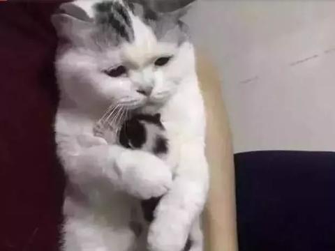 三个舅舅排队求抱抱的萌团奶团全集免费观看资讯--第1张