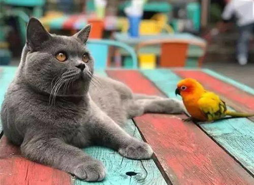 变成猫后我被死对头宠上天短剧在线免费观看全集资讯 变成猫后我终于红了[娱乐圈]--第1张